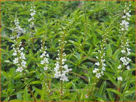 Lysimachia barystachys | Wederik | Nickende Felberich