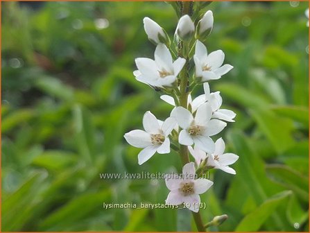 Lysimachia barystachys | Wederik | Nickende Felberich