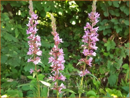 Lythrum salicaria &#039;JS Pink Tails&#039; | Kattenstaart | Blutweiderich