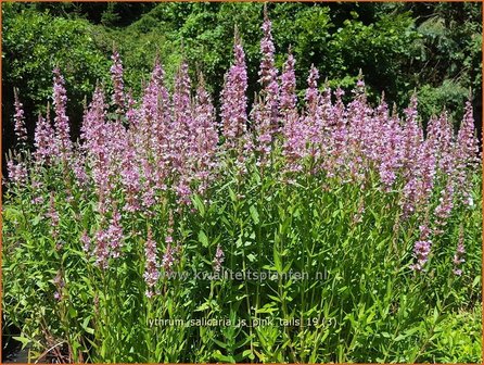 Lythrum salicaria &#039;JS Pink Tails&#039; | Kattenstaart | Blutweiderich