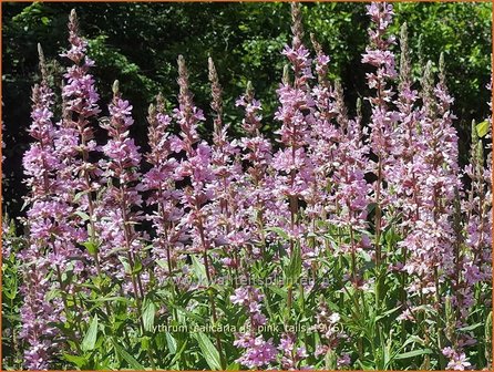 Lythrum salicaria &#039;JS Pink Tails&#039; | Kattenstaart | Blutweiderich