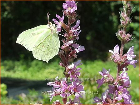 Lythrum salicaria &#039;JS Pink Tails&#039; | Kattenstaart | BlutweiderichLythrum salicaria &#039;JS Pink Tails&#039; | Kattens