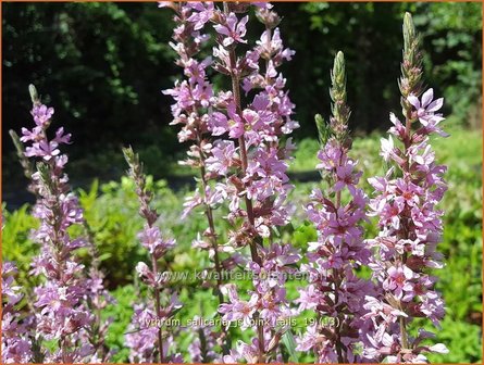Lythrum salicaria &#039;JS Pink Tails&#039; | Kattenstaart | Blutweiderich