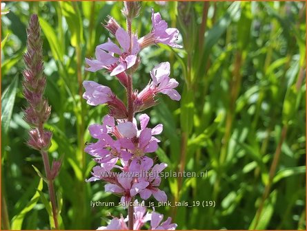Lythrum salicaria &#039;JS Pink Tails&#039; | Kattenstaart | Blutweiderich