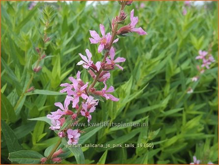 Lythrum salicaria &#039;JS Pink Tails&#039; | Kattenstaart | Blutweiderich