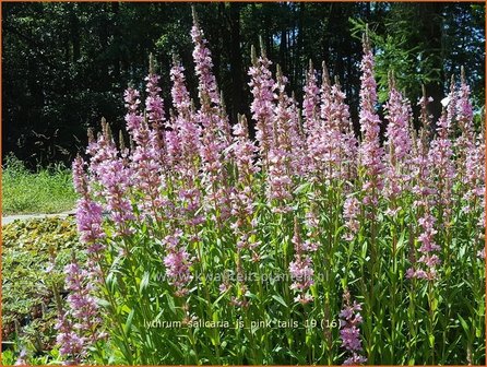 Lythrum salicaria &#039;JS Pink Tails&#039; | Kattenstaart | Blutweiderich