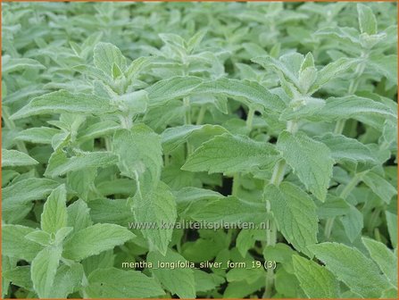 Mentha longifolia &#039;Silver Form&#039; | Hertsmunt, Bosmunt, Munt | Ro&szlig;-Minze