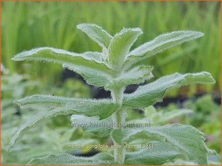 Mentha longifolia &#039;Silver Form&#039; | Hertsmunt, Bosmunt, Munt | Ro&szlig;-Minze