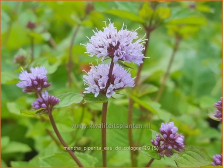 Mentha piperita 'Eau de Cologne' | Pepermunt, Munt | Pfefferminze
