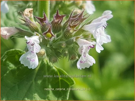 Nepeta cataria citriodora | Kattenkruid | Zitronen-Katzenminze