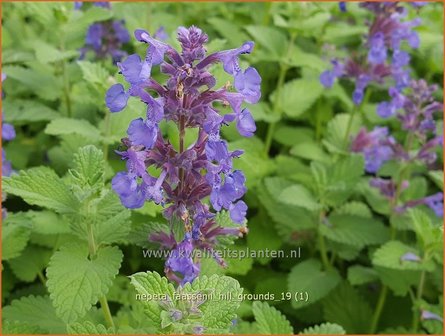 Nepeta faassenii &#039;Hill Grounds&#039; | Kattenkruid | Blaue Katzenminze
