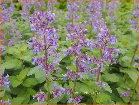 Nepeta grandiflora &#039;Summer Magic&#039; | Kattenkruid | Gro&szlig;bl&uuml;tige Katzenminze