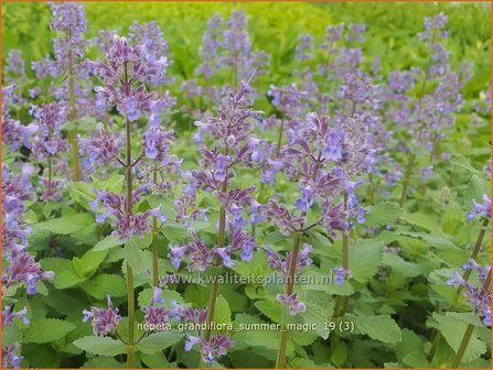 Nepeta grandiflora &#039;Summer Magic&#039; | Kattenkruid | Gro&szlig;bl&uuml;tige Katzenminze