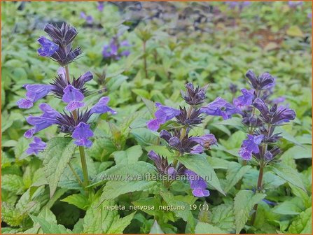 Nepeta nervosa &#039;Neptune&#039; | Kattenkruid | Geaderte Katzenminze