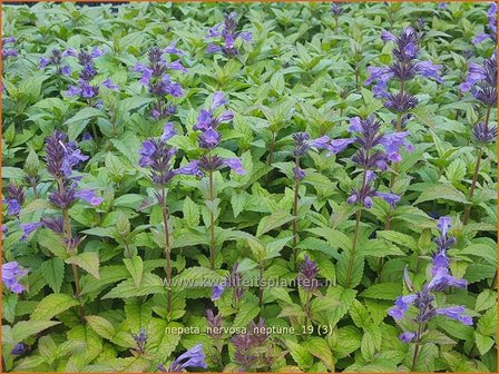 Nepeta nervosa &#039;Neptune&#039; | Kattenkruid | Geaderte Katzenminze