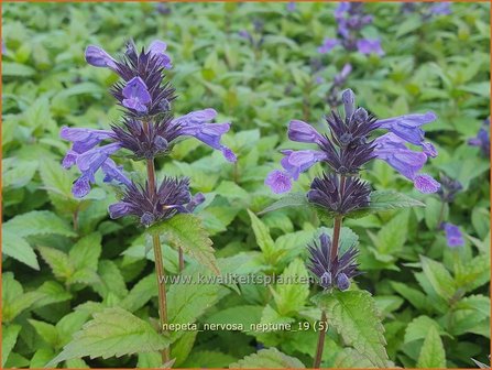 Nepeta nervosa &#039;Neptune&#039; | Kattenkruid | Geaderte Katzenminze