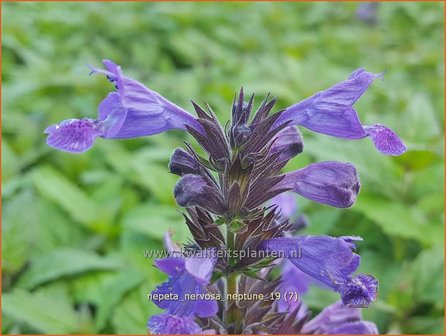 Nepeta nervosa &#039;Neptune&#039; | Kattenkruid | Geaderte Katzenminze