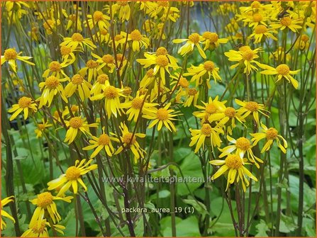 Packera aurea | Goudgeel kruiskruid, Kruiskruid | Goldene Kreuzkraut