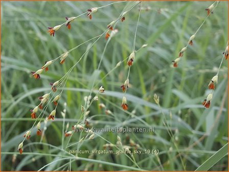 Panicum virgatum &#039;Prairie Sky&#039; | Vingergras, Parelgierst | Rutenhirse