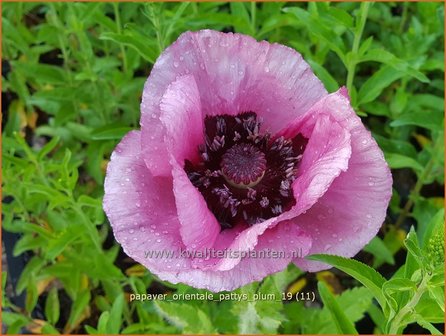 Papaver orientale &#039;Patty&#039;s Plum&#039; | Oosterse klaproos, Vaste papaver, Papaver, Klaproos | Orientalischer Mohn