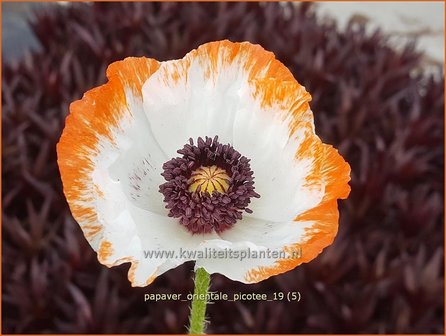Papaver orientale &#039;Picotee&#039; | Oosterse klaproos, Vaste papaver, Papaver, Klaproos | Orientalischer Mohn