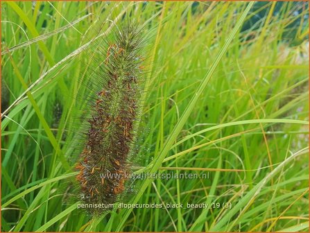 Pennisetum alopecuroides &#039;Black Beauty&#039; | Lampenpoetsersgras, Borstelveergras | Lampenputzergras