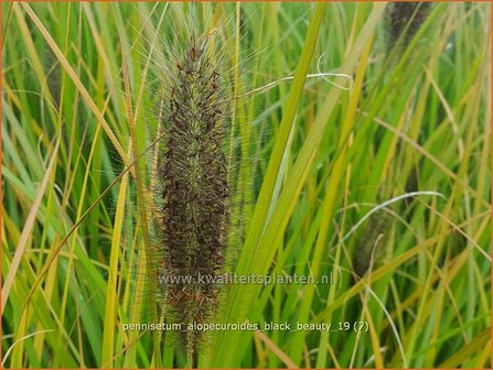Pennisetum alopecuroides &#039;Black Beauty&#039; | Lampenpoetsersgras, Borstelveergras | Lampenputzergras