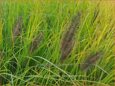 Pennisetum alopecuroides &#039;Black Beauty&#039; | Lampenpoetsersgras, Borstelveergras | Lampenputzergras