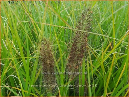 Pennisetum alopecuroides &#039;Black Beauty&#039; | Lampenpoetsersgras, Borstelveergras | Lampenputzergras