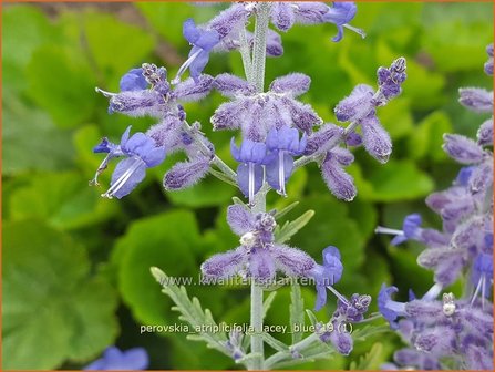 Perovskia atriplicifolia &#039;Lacey Blue&#039; | Russische salie, Blauwspirea, Reuzenlavendel | Meldebl&auml;ttrige Blauraute