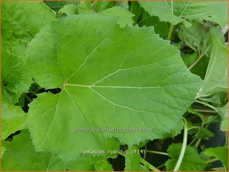 Petasites hybridus | Groot hoefblad, Allemansverdriet, Pestwortel, Hoefblad | Gew&ouml;hnliche Pestwurz