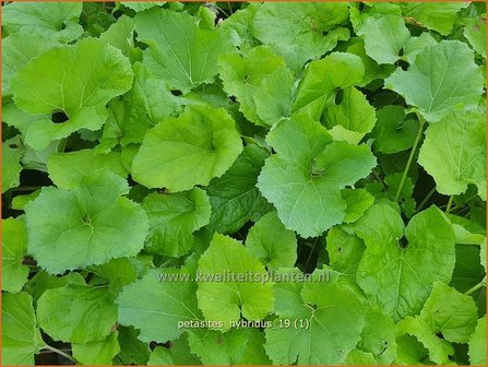 Petasites hybridus | Groot hoefblad, Allemansverdriet, Pestwortel, Hoefblad | Gew&ouml;hnliche Pestwurz