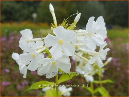 Phlox amplifolia 'White Clouds' | Vlambloem, Flox, Floks | Großblättrige Flammenblume