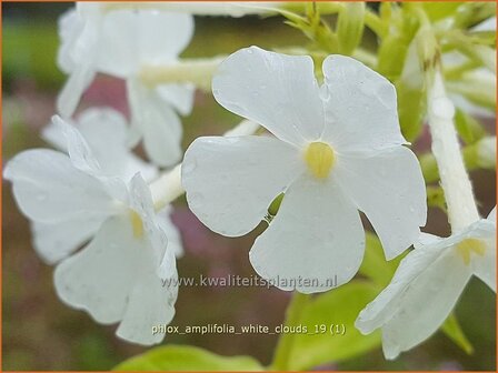 Phlox amplifolia 'White Clouds' | Vlambloem, Flox, Floks | Großblättrige Flammenblume