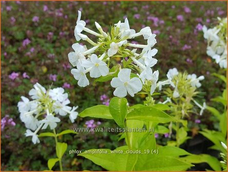 Phlox amplifolia &#039;White Clouds&#039; | Vlambloem, Flox, Floks | Gro&szlig;bl&auml;ttrige Flammenblume