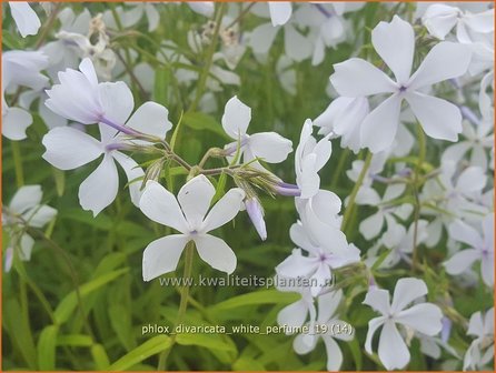 Phlox divaricata 'White Perfume' | Voorjaarsvlambloem, Vlambloem, Flox, Floks | Wald-Flammenblume