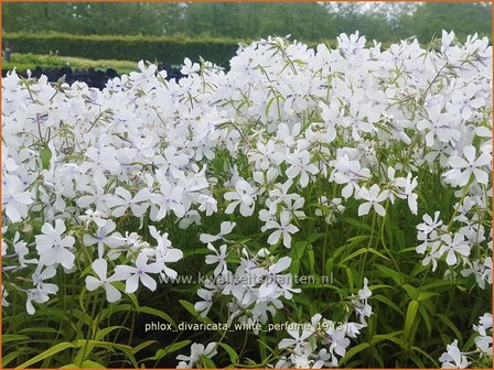 Phlox divaricata 'White Perfume' | Voorjaarsvlambloem, Vlambloem, Flox, Floks | Wald-Flammenblume