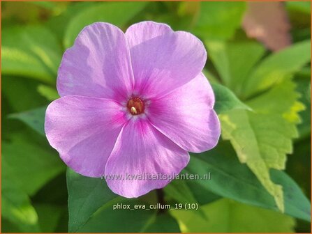 Phlox &#039;Eva Cullum&#039; | Hoge vlambloem, Vlambloem, Flox, Floks | Hohe Flammenblume