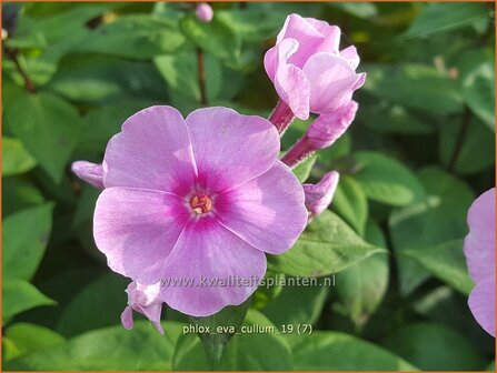 Phlox &#039;Eva Cullum&#039; | Hoge vlambloem, Vlambloem, Flox, Floks | Hohe Flammenblume