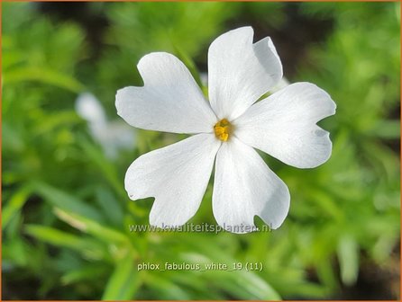 Phlox &#039;Fabulous White&#039; | Kruipphlox, Vlambloem, Flox, Floks | Polsterphlox