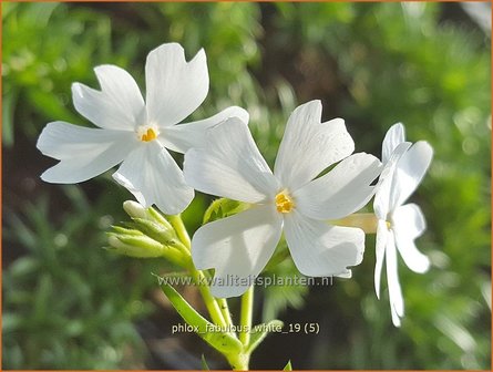 Phlox &#039;Fabulous White&#039; | Kruipphlox, Vlambloem, Flox, Floks | Polsterphlox