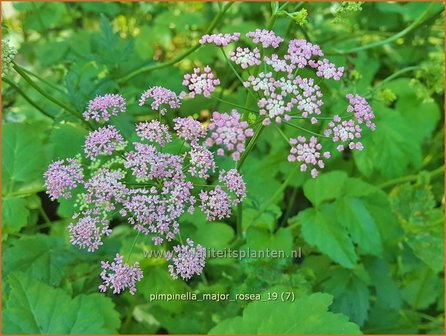 Pimpinella major 'Rosea' | Grote bevernel | Gro&szlig;e Bibernelle