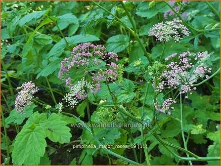 Pimpinella major 'Rosea' | Grote bevernel | Gro&szlig;e Bibernelle
