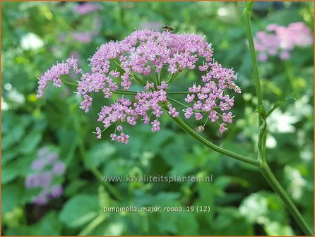Pimpinella major 'Rosea' | Grote bevernel | Gro&szlig;e Bibernelle