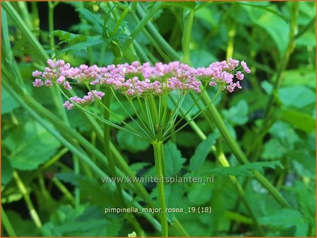 Pimpinella major 'Rosea' | Grote bevernel | Gro&szlig;e Bibernelle