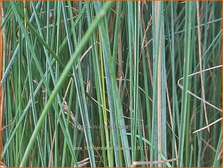 Poa labillardierei &amp;#39;Glauca&amp;#39; | Blauw beemdgras, Beemdgras | Hechtblaues Rispengras
