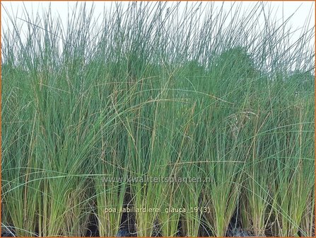 Poa labillardierei &amp;#39;Glauca&amp;#39; | Blauw beemdgras, Beemdgras | Hechtblaues Rispengras