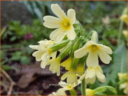 Primula elatior | Slanke sleutelbloem, Sleutelbloem | Waldschl&uuml;sselblume