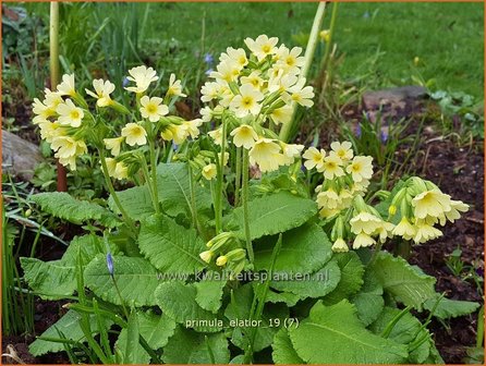 Primula elatior | Slanke sleutelbloem, Sleutelbloem | Waldschl&uuml;sselblume