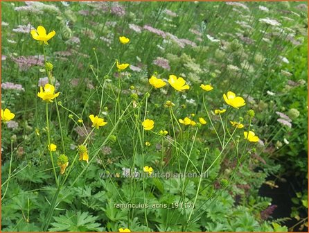 Ranunculus acris | Scherpe boterbloem, Boterbloem | Scharfer Hahnenfu&szlig;